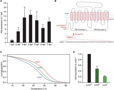 Connectivity Mapping Using a Novel sv2a Loss-of-Function Zebrafish Epilepsy Model as a Powerful Strategy for Anti-epileptic Drug Discovery